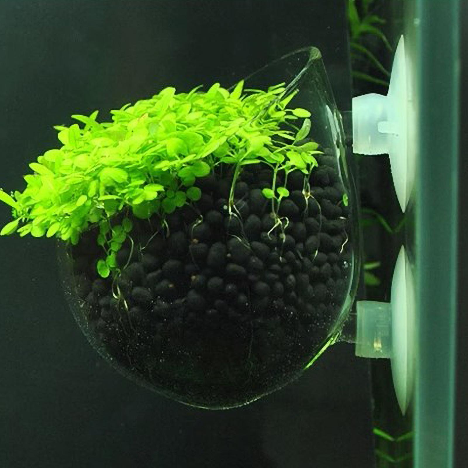 Aquarium Planted Tank Substrate - Tempat Tanaman Akuarium Kaca dengan Suction