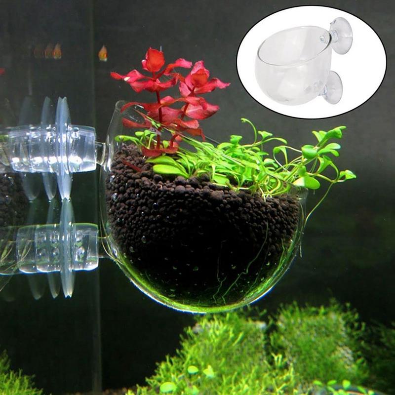 Aquarium Plant Design - Dekorasi Akuarium Pot Cangkir Tanaman Cangkir