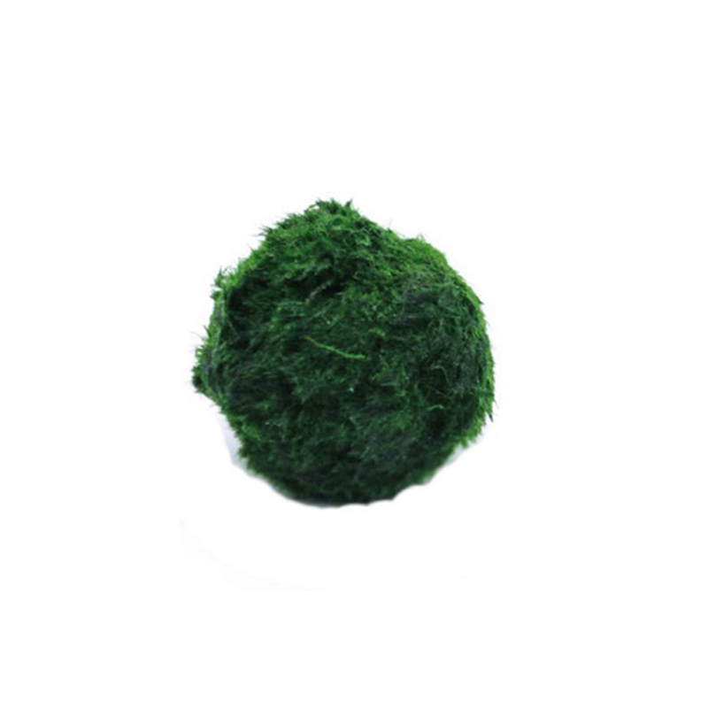 Aquarium Planted Tank Substrate - Bola Lumut Marimo Tanaman Akuarium Hidup