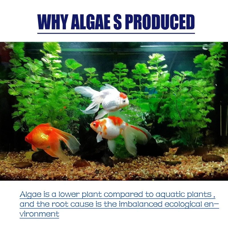 50g Algaecide Efisiensi Tinggi - Planted Aquarium Algae ulasan dan harga