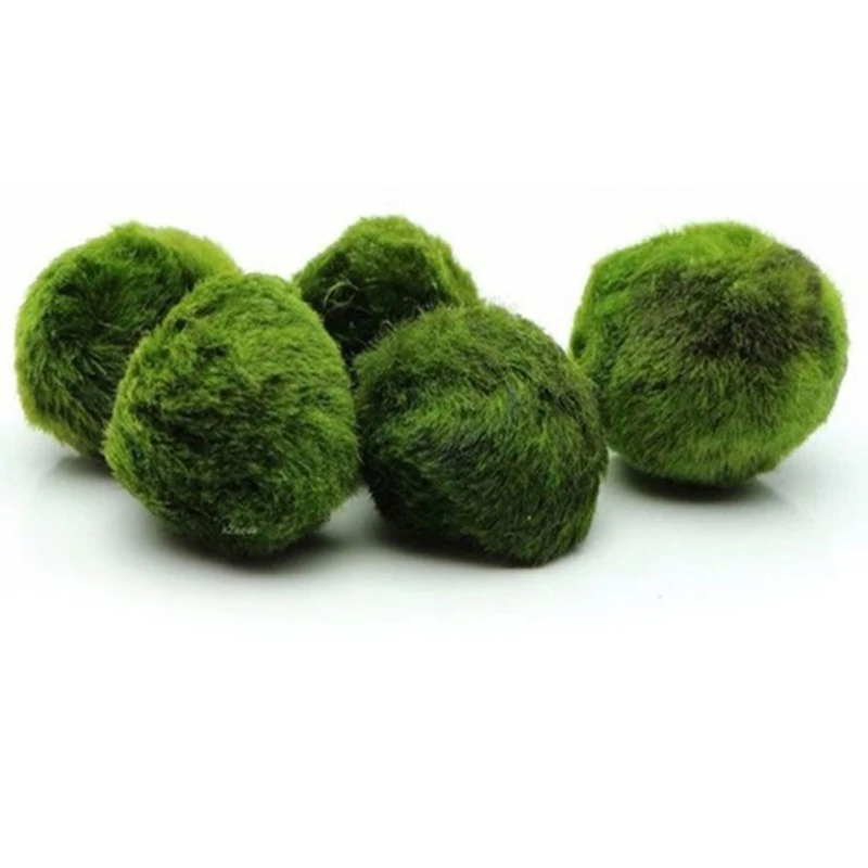 1 Buah Bola Lumut 3-4cm Tanama - Aquarium Planted Tank Substrate ulasan dan harga