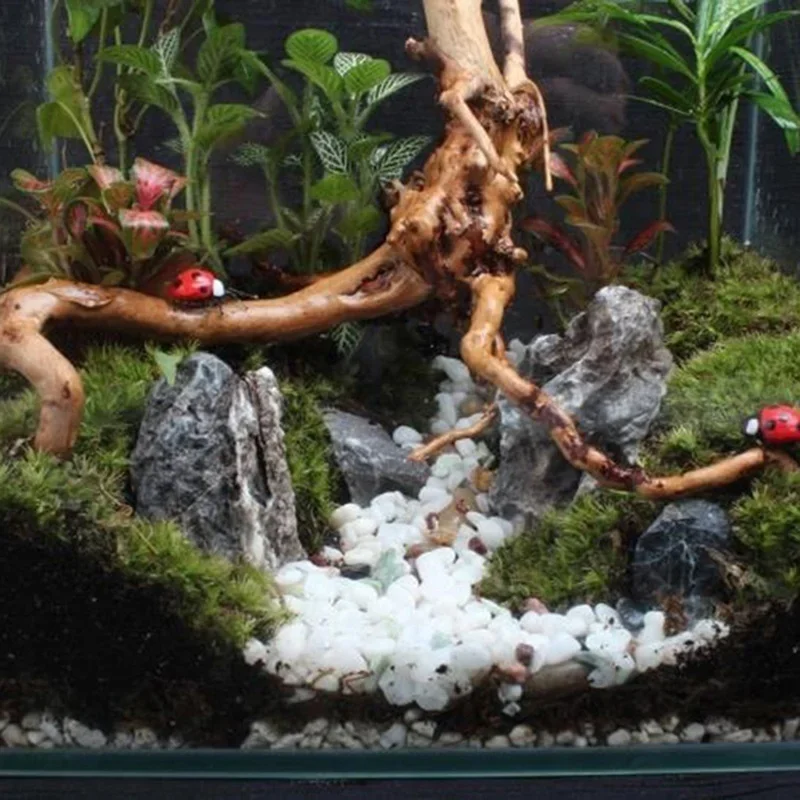 Pohon alami kayu apung akuariu - Aquarium Plant Root Tabs ulasan dan harga