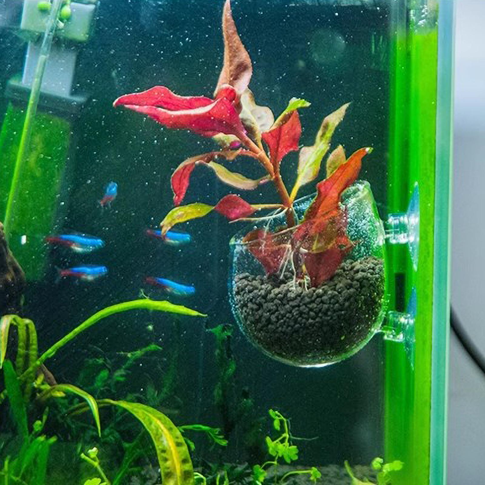 Tempat Tanaman Akuarium Kaca d - Aquarium Planted Tank Substrate ulasan dan harga