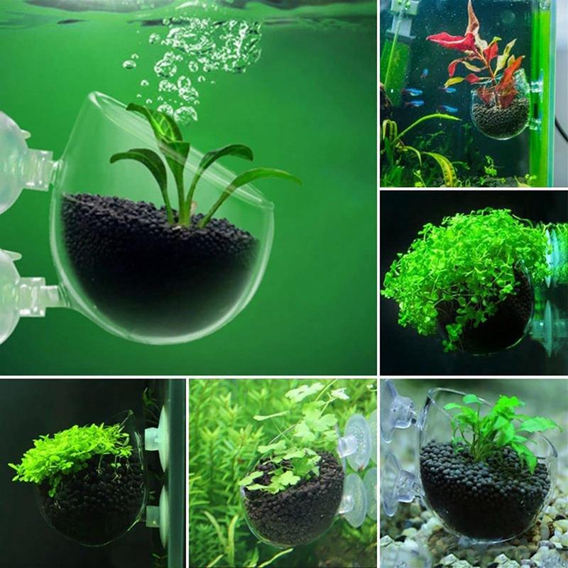 Dekorasi Akuarium Pot Cangkir  - Aquarium Plant Design ulasan dan harga