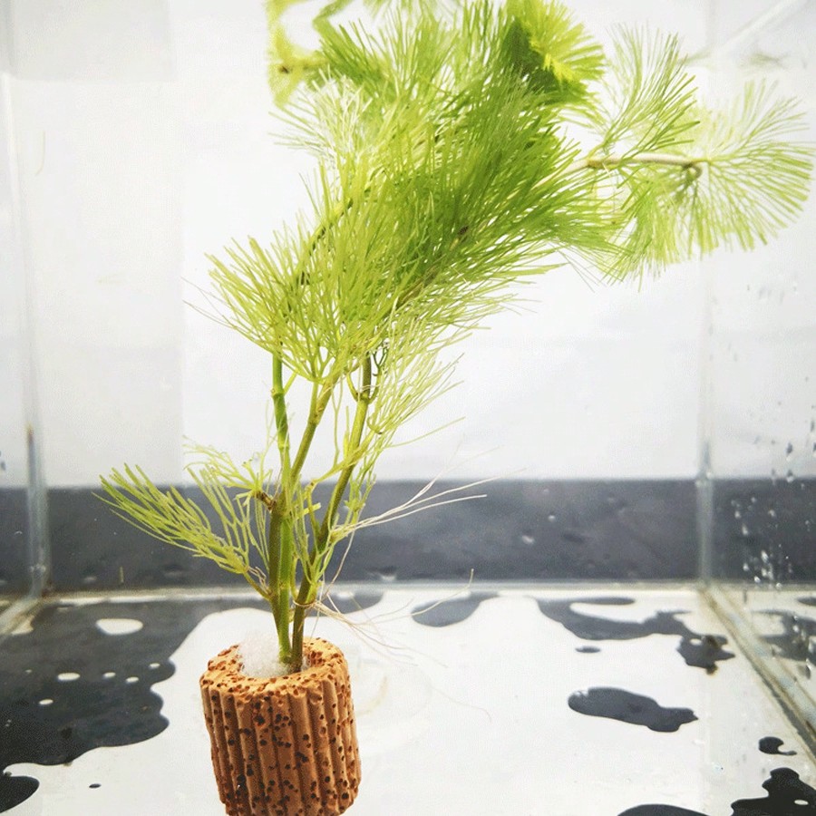 Cincin Fiksasi Tanaman Akuariu - Planted Aquarium Aquascape ulasan dan harga