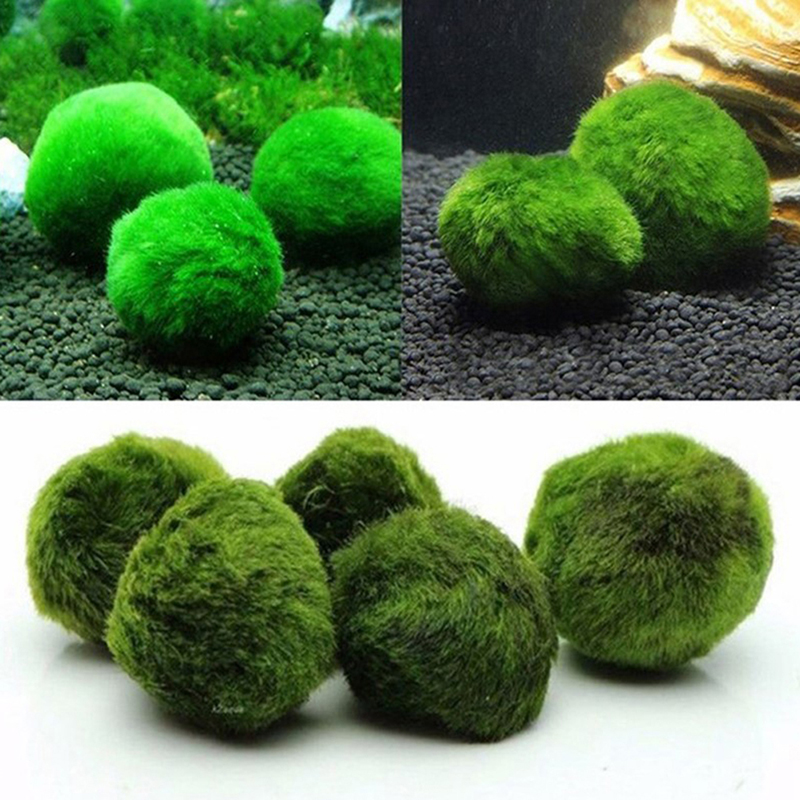 Bola Lumut Marimo Tanaman Akua - Aquarium Planted Tank Substrate ulasan dan harga