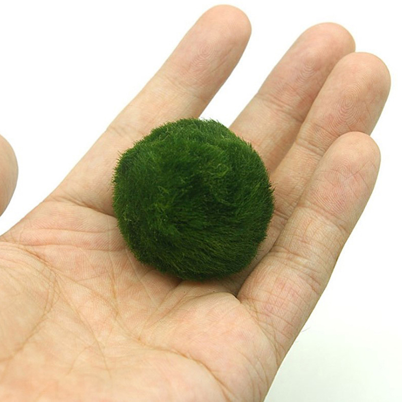 Bola Lumut Marimo Tanaman Akua - Aquarium Planted Tank Substrate ulasan dan harga