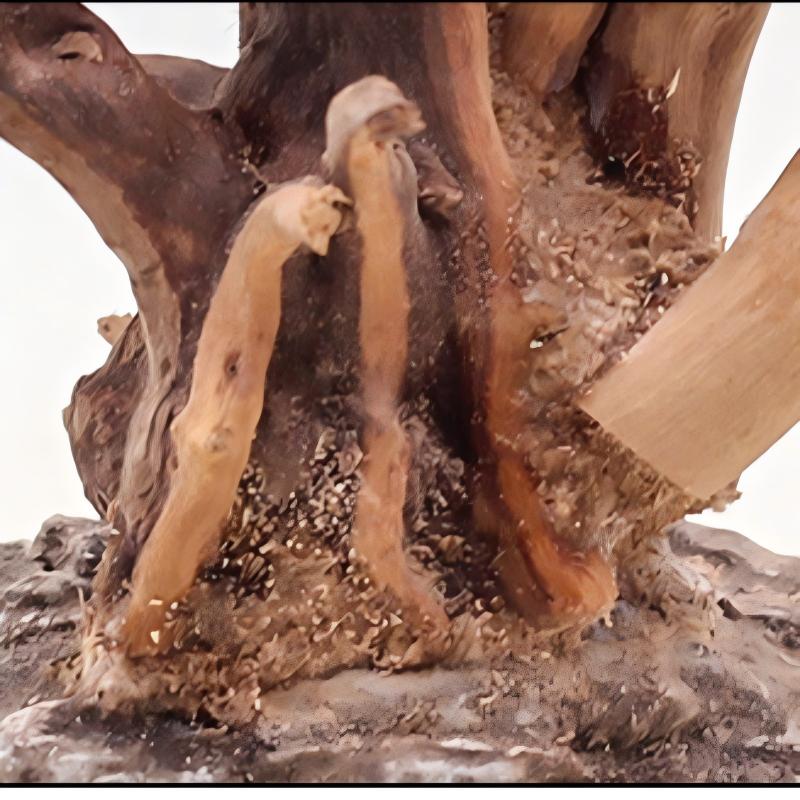 1 Buah Hiasan Kayu Lanskap Aku - Aquarium Plant Root Tabs ulasan dan harga