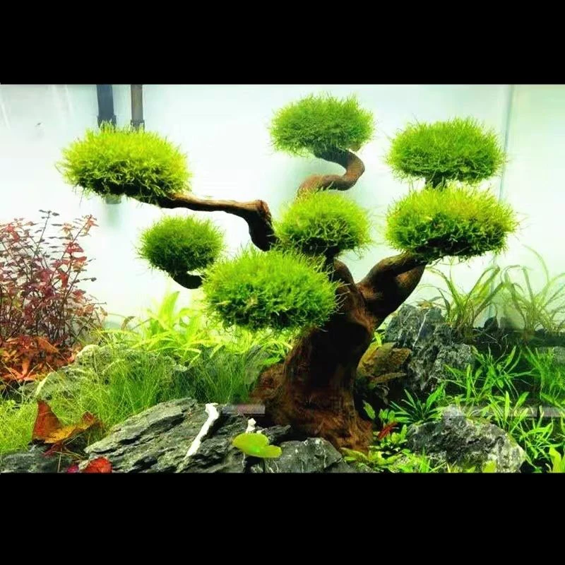 Akuarium Driftwood lansekap de - Aquarium Plant Root Tabs ulasan dan harga