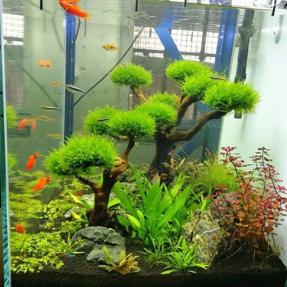 Akuarium Driftwood lansekap de - Aquarium Plant Root Tabs ulasan dan harga