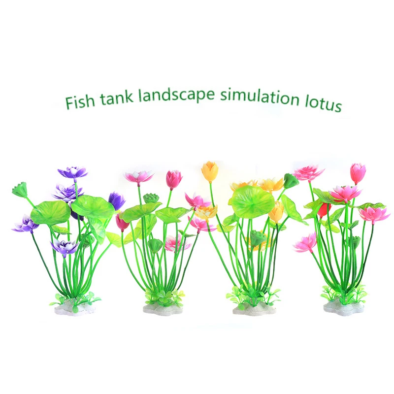 Akuarium Tanaman Teratai Buata - Aquarium Plant Design ulasan dan harga