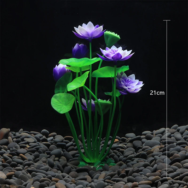 Akuarium Tanaman Teratai Buata - Aquarium Plant Design ulasan dan harga