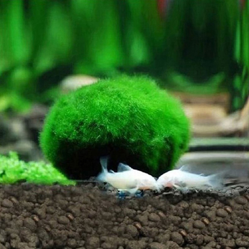 Bola Lumut Marimo Hidup 3-4cm  - Aquarium Planted Tank Substrate ulasan dan harga